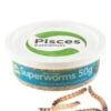 Pisces Live SuperWorms 50g -Pet Supply Store 01fa2860bfa56dc59b16a5f2d667f3c9.image .225x271