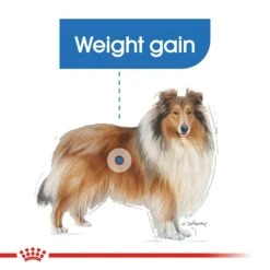 Royal Canin Maxi Light Weight Adult Dog Food 12kg -Pet Supply Store 143803 LightWeight Maxi 3