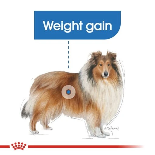 Royal Canin Maxi Light Weight Adult Dog Food 12kg -Pet Supply Store