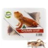 Pisces Live Crickets Small Bulk Approx 2000 -Pet Supply Store 1d103e32f6276b4c01bc345677c07d2e.image .225x271