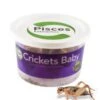 Pisces Live Crickets Baby Bulk Approx 4000 -Pet Supply Store 3df019c56df205e19a76d9aede5d2f17.image .225x271