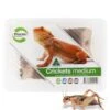 Pisces Live Crickets Medium Bulk Approx 1500 -Pet Supply Store 5081b646172230536d01cc53bf758481.image .225x271