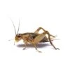 Pisces Live Crickets Medium Tub Value Pack -Pet Supply Store 9bd4d6b7441bfb3510fa3d199ff69422.image .550x550