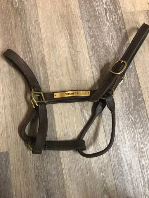 Consignment Leather Halter W/plate -Pet Supply Store IMG 1020 scaled