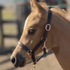 Sage Family Rose Gold Leather Foal Halter -Pet Supply Store ScreenShot2021 09 15at2.50.10PM