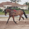 PESSOA - LUNGING SYSTEM -Pet Supply Store ScreenShot2021 12 23at8.31.10PM