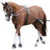 Lunging Sytem -Pet Supply Store canplunge 2