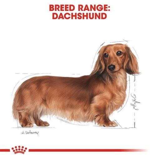 Royal Canin Dachshund Adult Dog Pouch 85g X12 -Pet Supply Store rc bhn wet dachshund cv eretailkit 1